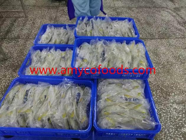 Frozen Golden Pomfret Good Quality Good