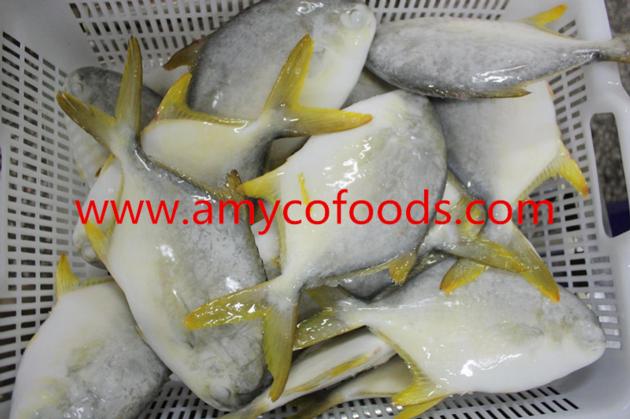 Frozen golden pomfret good quality good price