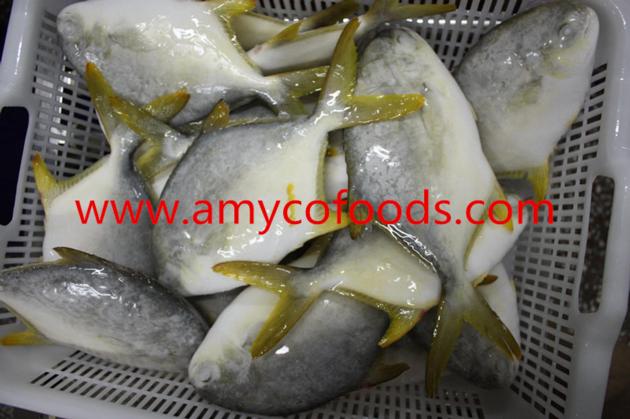 Frozen Golden Pomfret Good Quality Good