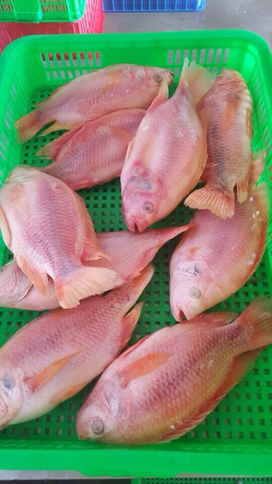 Frozen Red Tilapia WR GS CO