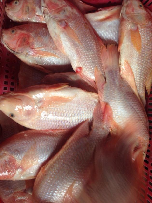 Frozen Red Tilapia GS Gutted And