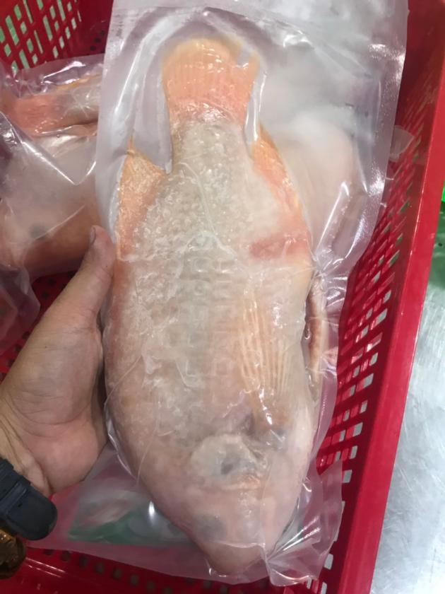 Frozen Red Tilapia Gutted And Scaled