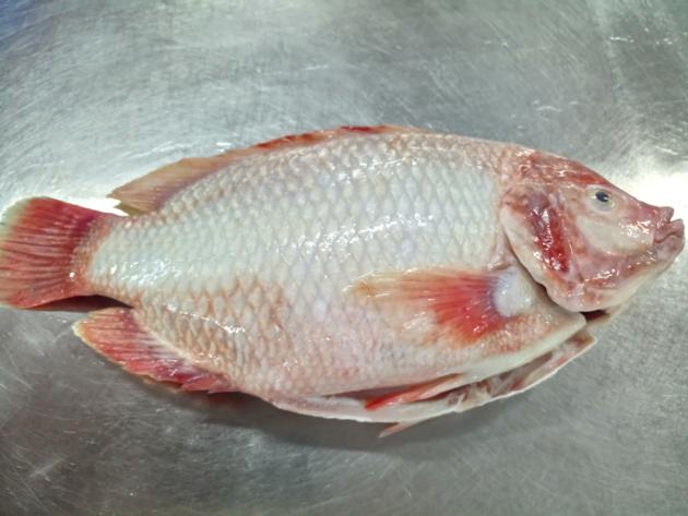 Frozen red tilapia GS( gutted and scaled)