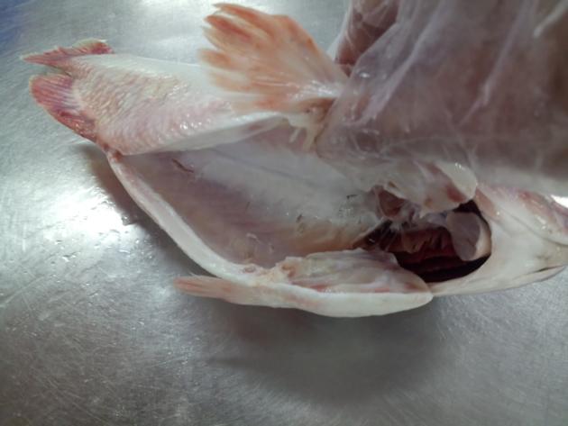 Frozen Red Tilapia Gutted And Scaled