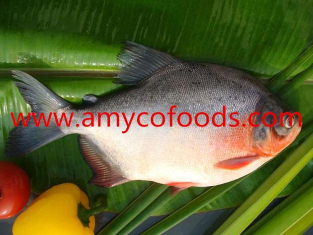 Frozen Red Pomfret Pacu WR
