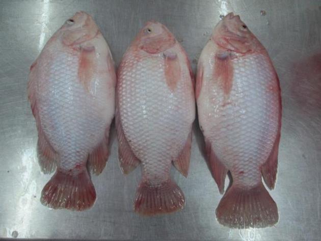 Frozen Red Tilapia WR Good Quality