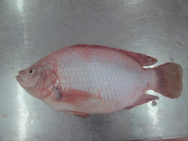 Frozen Red Tilapia WR Good Quality