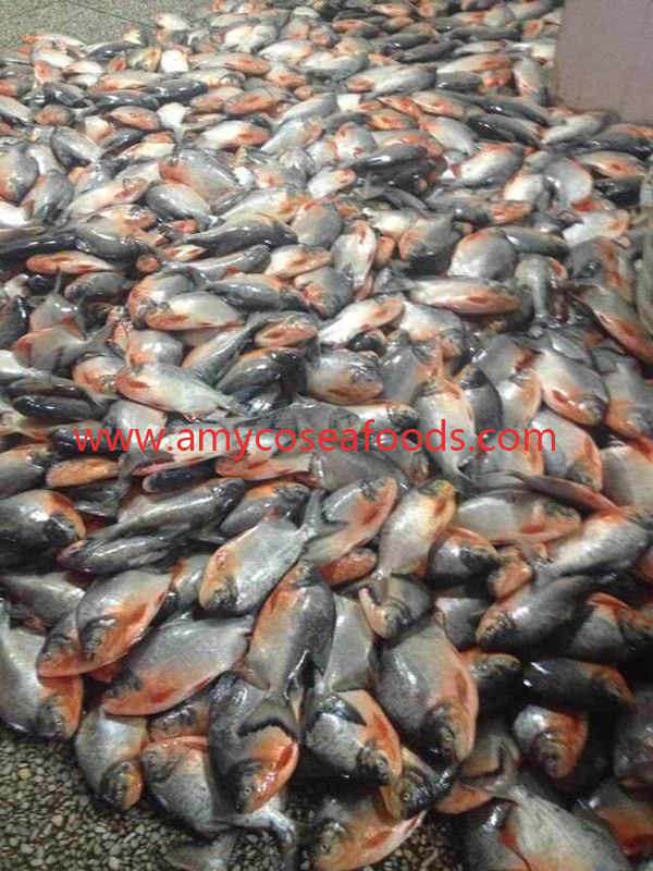 Frozen Red Pomfret Pacu WR