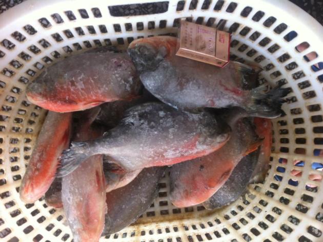 Frozen Red Pomfret Pacu WR