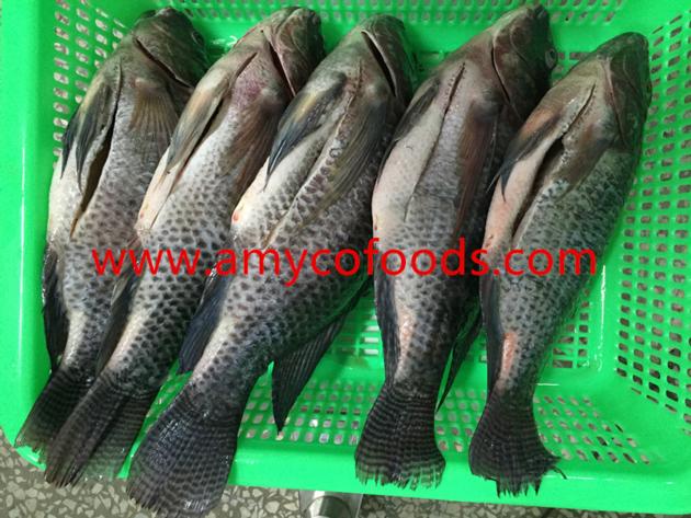 Frozen Tilapia GS Good Quality Good