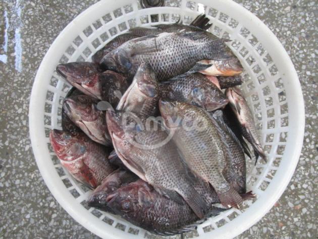 Frozen black tilapia gutted and scaled
