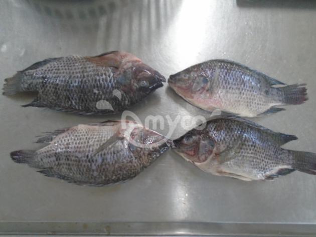 Frozen Black Tilapia Gutted And Scaled