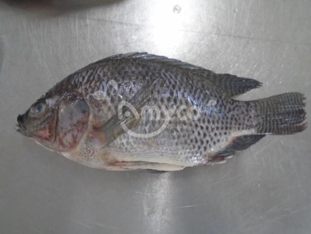 Frozen Black Tilapia Gutted And Scaled