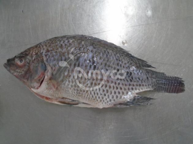 Frozen Black Tilapia Gutted And Scaled