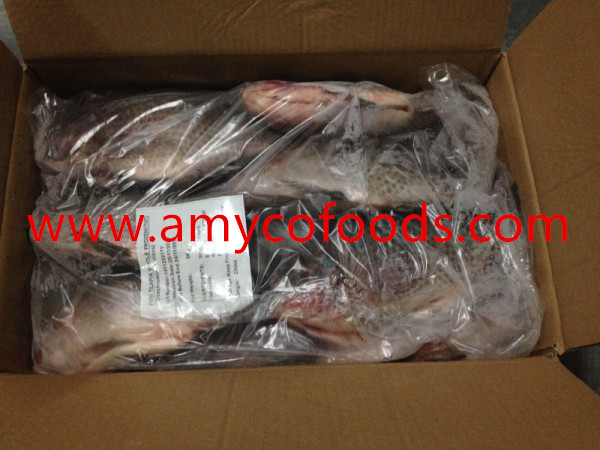 Frozen Tilapia GS Good Quality Good