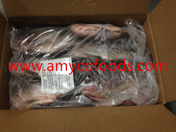 Frozen tilapia GS high quality low price