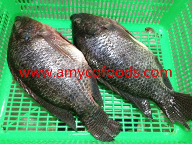 Frozen Tilapia GS Good Quality Good