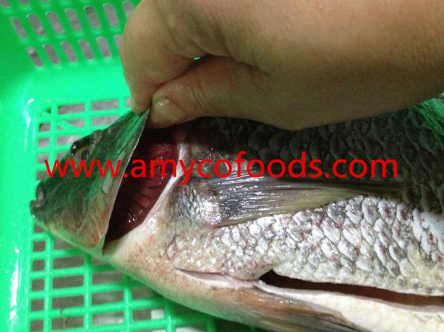 Frozen Tilapia GS High Quality Low