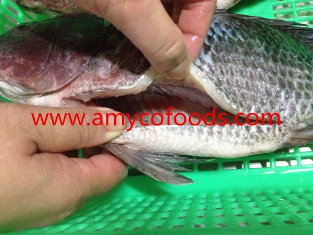 Frozen Tilapia GS Good Quality Good