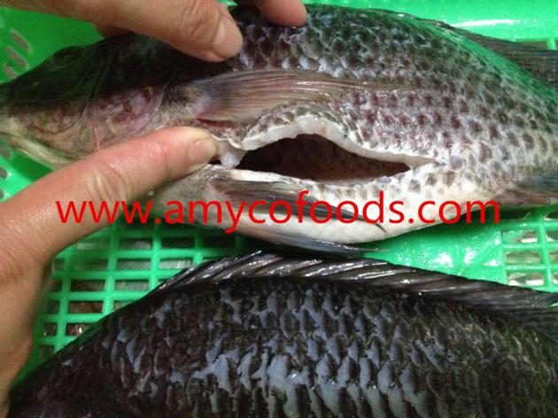 Frozen Tilapia GS Good Quality Good