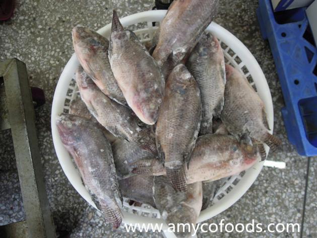 Frozen black tilapia gutted and scaled