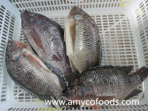 Frozen Black Tilapia Gutted And Scaled