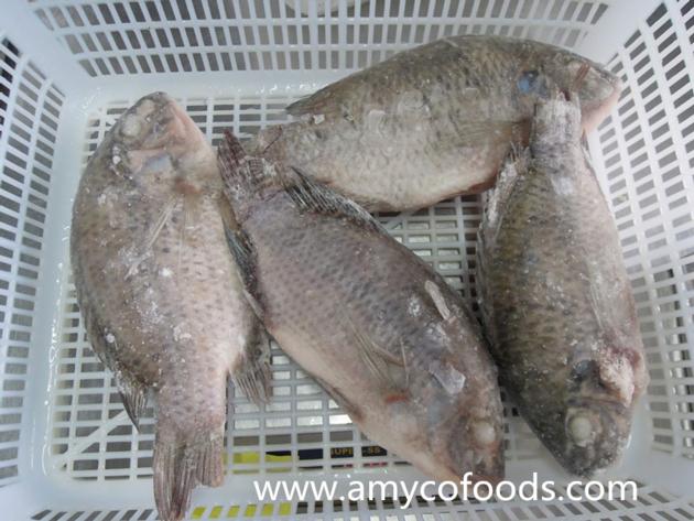 Frozen Black Tilapia Gutted And Scaled