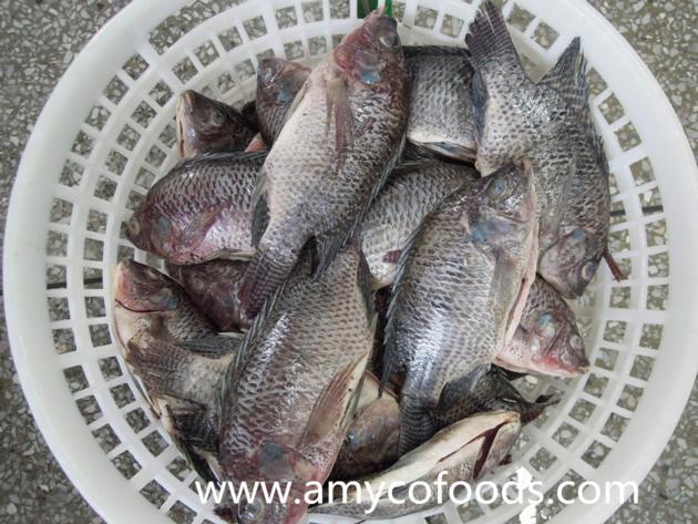 Frozen Black Tilapia Gutted And Scaled