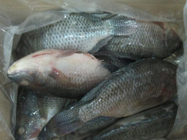 Frozen tilapia whole round origin China