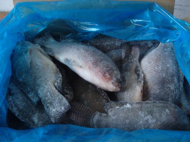 Frozen Tilapia WR Good Quality Good