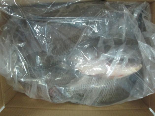 Frozen Tilapia Whole Round Origin China