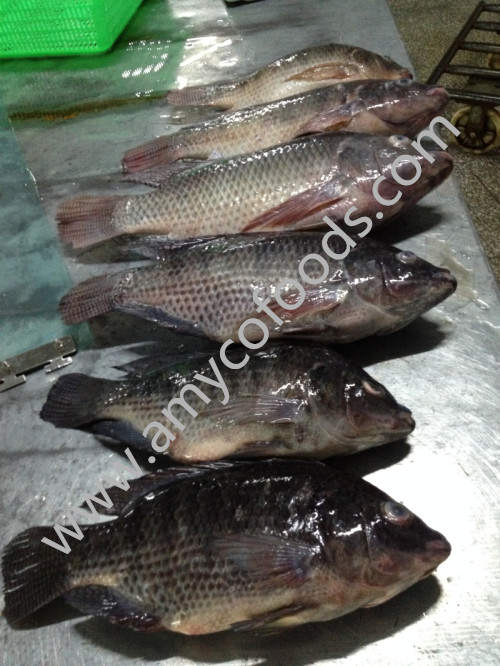 Frozen Tilapia Whole Round Origin China