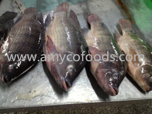 Frozen Tilapia Whole Round Origin China