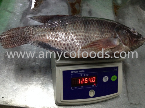 Frozen Tilapia Whole Round Origin China