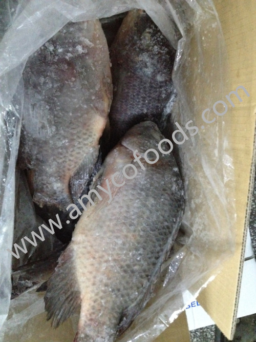 Frozen Tilapia Whole Round Origin China