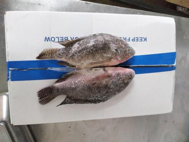 Frozen Tilapia WR Good Quality Good