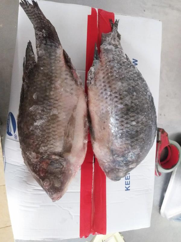 Frozen Tilapia WR Good Quality Good