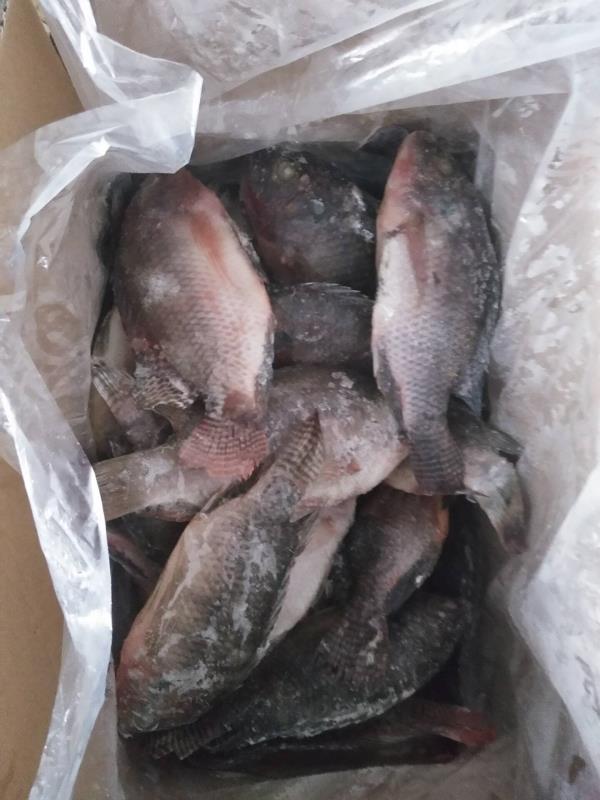 Frozen tilapia WR good quality good price