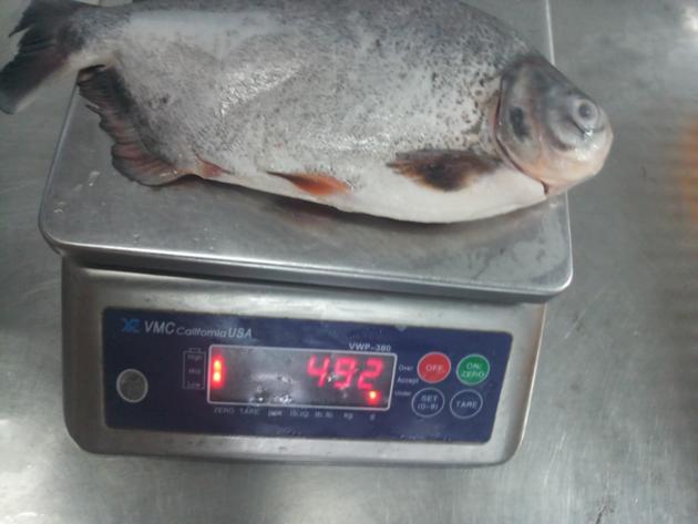 Frozen Red Pomfret Pacu GS