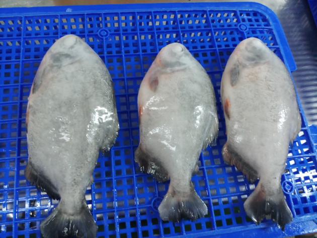 Frozen red pomfret/pacu gutted and scaled