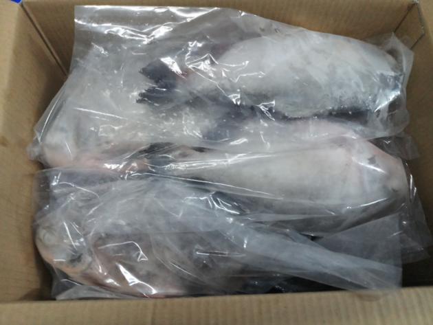 Frozen red pomfret/pacu GS