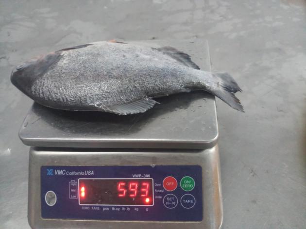 Frozen Red Pomfret Pacu GS