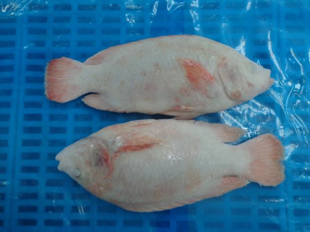 Frozen Red Tilapia Whole Round
