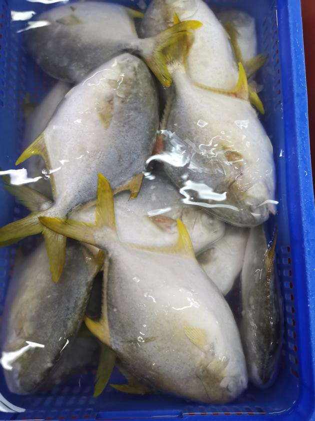 Frozen Golden Pomfret Good Quality Good