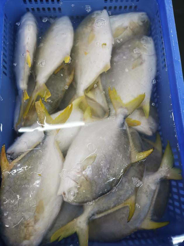 Frozen Golden Pomfret Good Quality Good