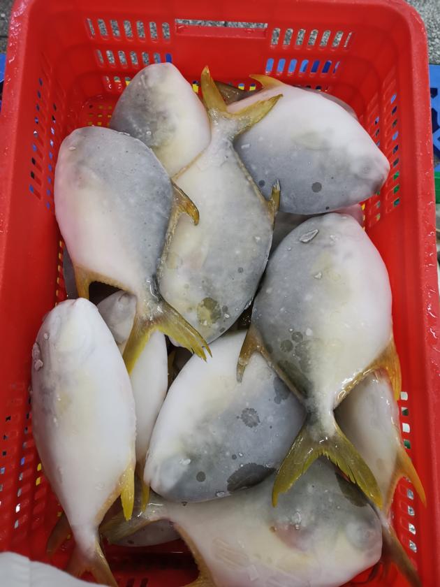 Frozen Golden Pomfret Good Quality Good