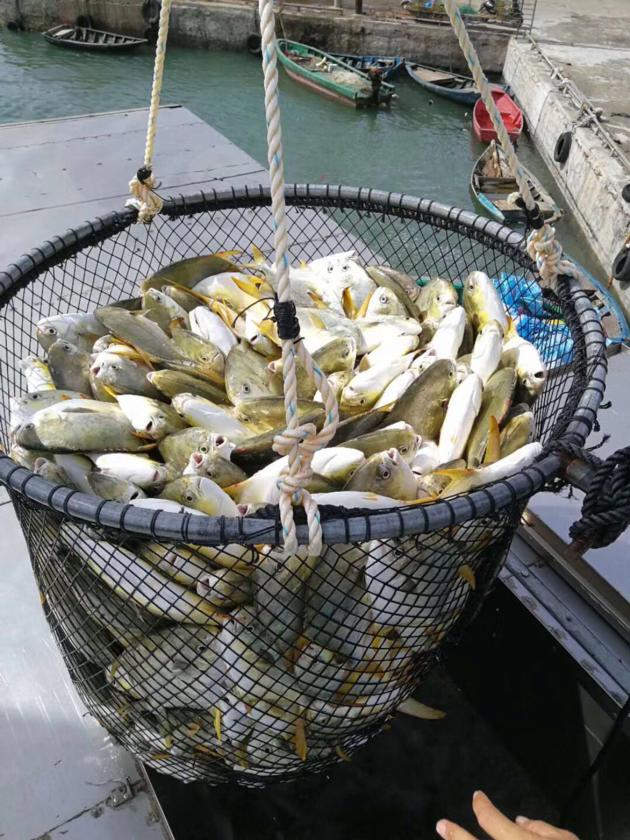 Good Quality Golden Pompano Good Price