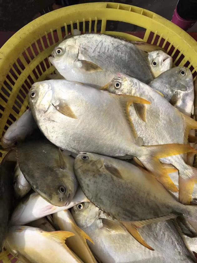 IQF Golden Pompano Origin China