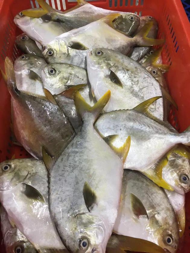 IQF Golden Pompano Origin China