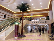 Fan Palm